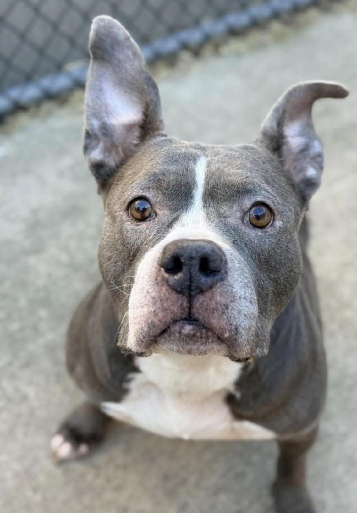 Chara, adoptable, Senior Female Pit Bull Terrier.