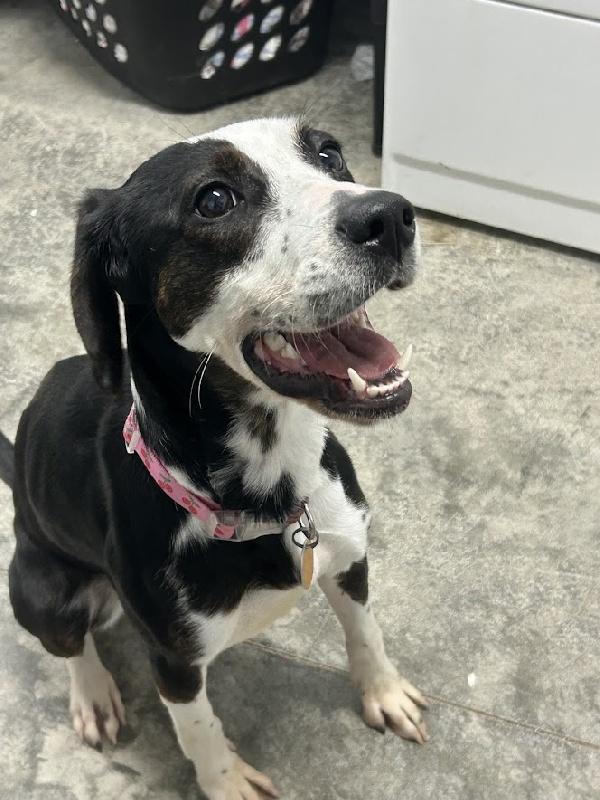 Junie, Adoptable, Young Female Beagle & Labrador Retriever.