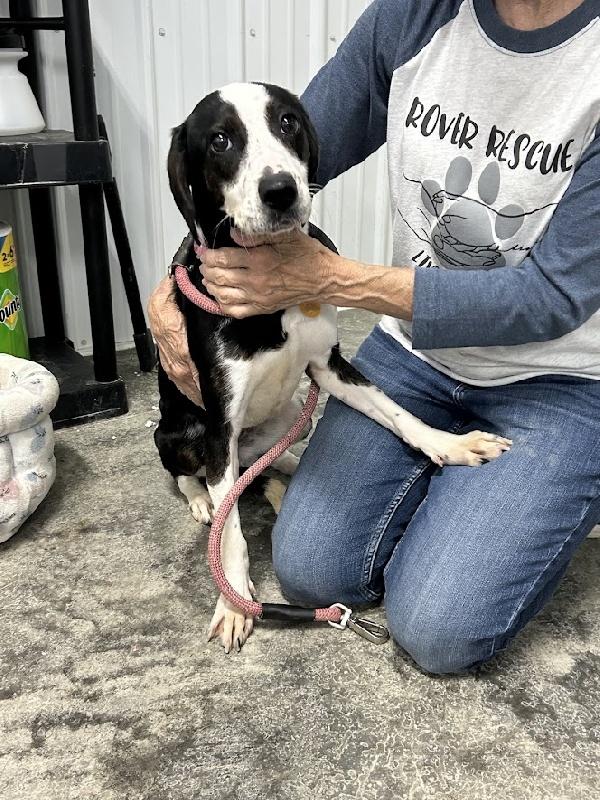 Enlarge Junie, a Adoptable mixed breed in Aurora, IL image 2/3