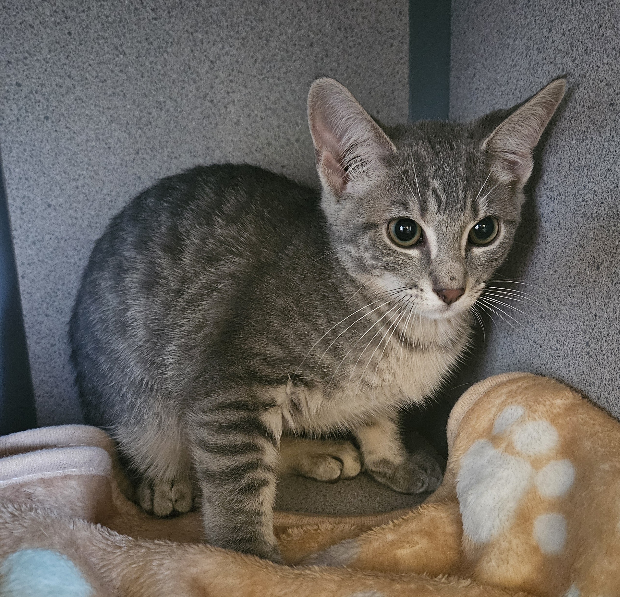 Lightning, an adopted Domestic Short Hair in Lake Dallas, TX_image-1