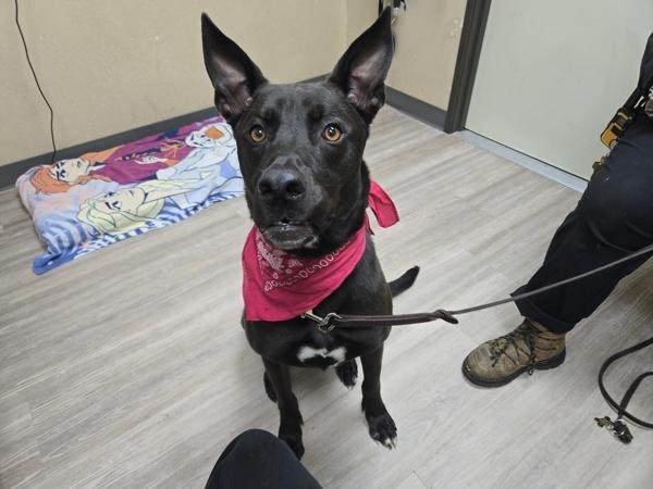 Enlarge Kame, a Adoptable mixed breed in Oceanside, CA image 2/2