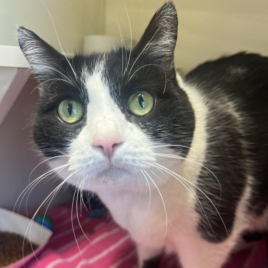 Enlarge Petunia, a Adoptable mixed breed in Clearwater, FL image 1/3