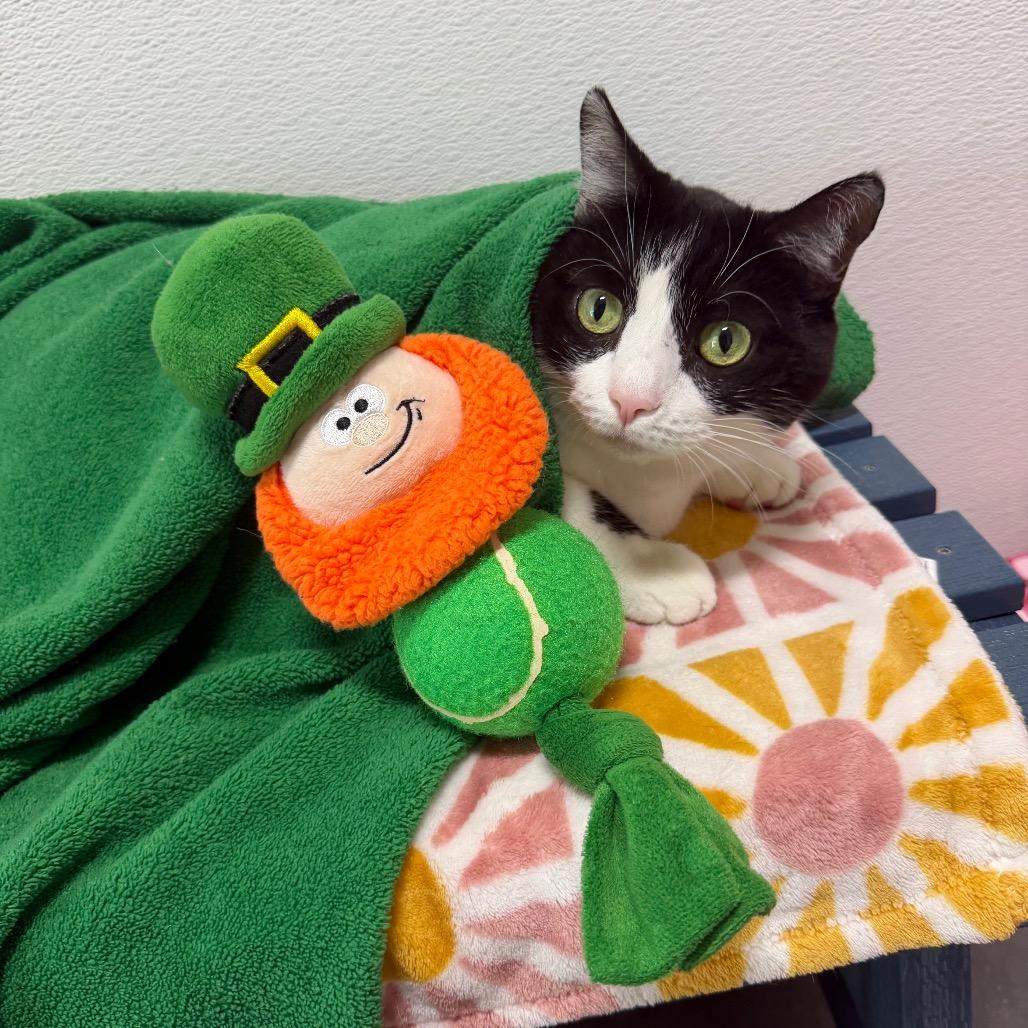 Enlarge Petunia, a Adoptable mixed breed in Clearwater, FL image 2/3