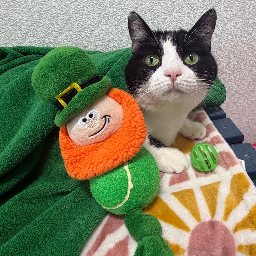 Enlarge Petunia, a Adoptable mixed breed in Clearwater, FL image 3/3