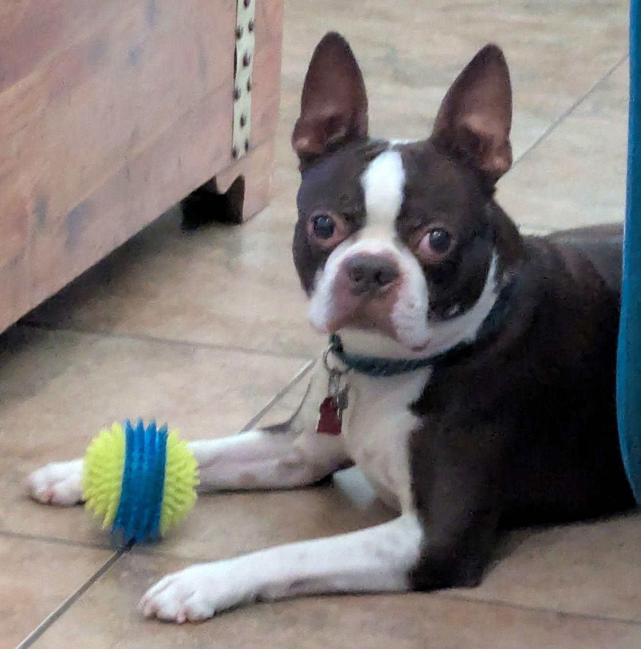 Rolo, Adoptable, Adult Male Boston Terrier.