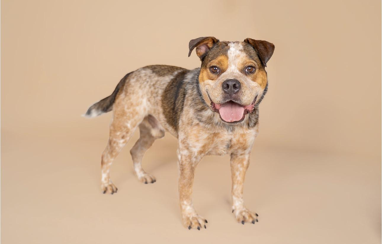 Enlarge Buzz, a Adoptable mixed breed in MOORESVILLE, NC image 2/5
