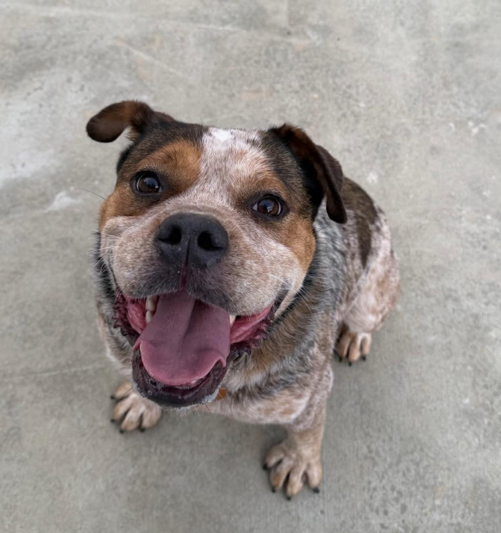 Enlarge Buzz, a Adoptable mixed breed in MOORESVILLE, NC image 3/5