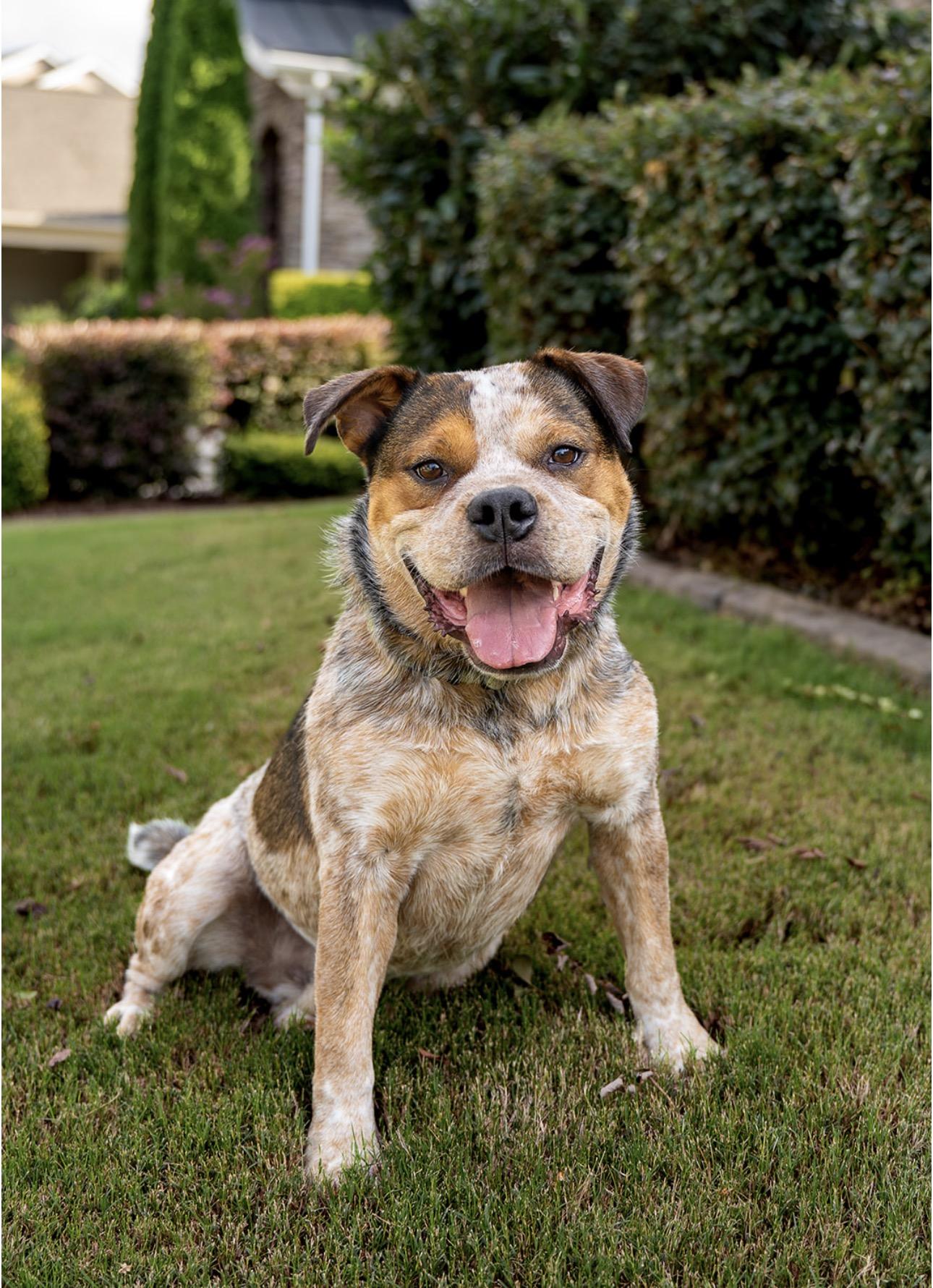 Enlarge Buzz, a Adoptable mixed breed in MOORESVILLE, NC image 1/5