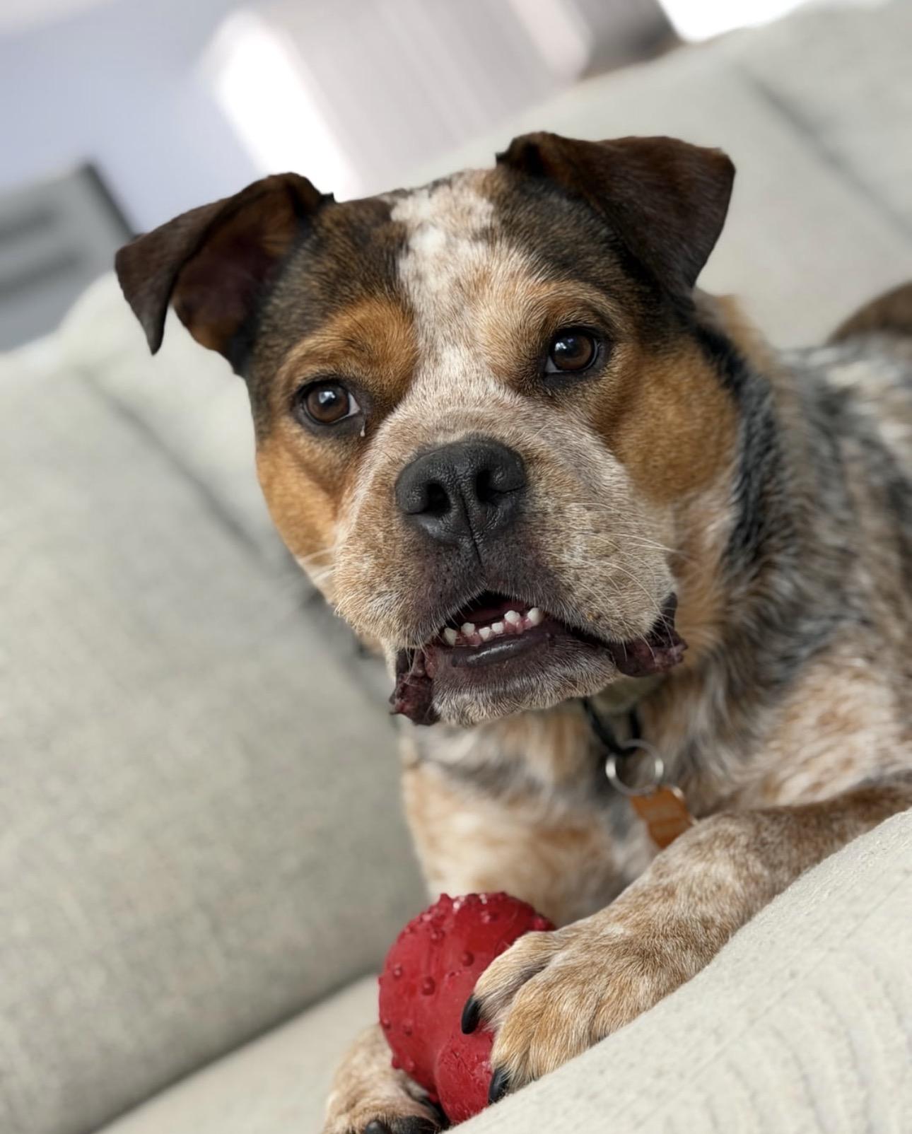Enlarge Buzz, a Adoptable mixed breed in MOORESVILLE, NC image 5/5
