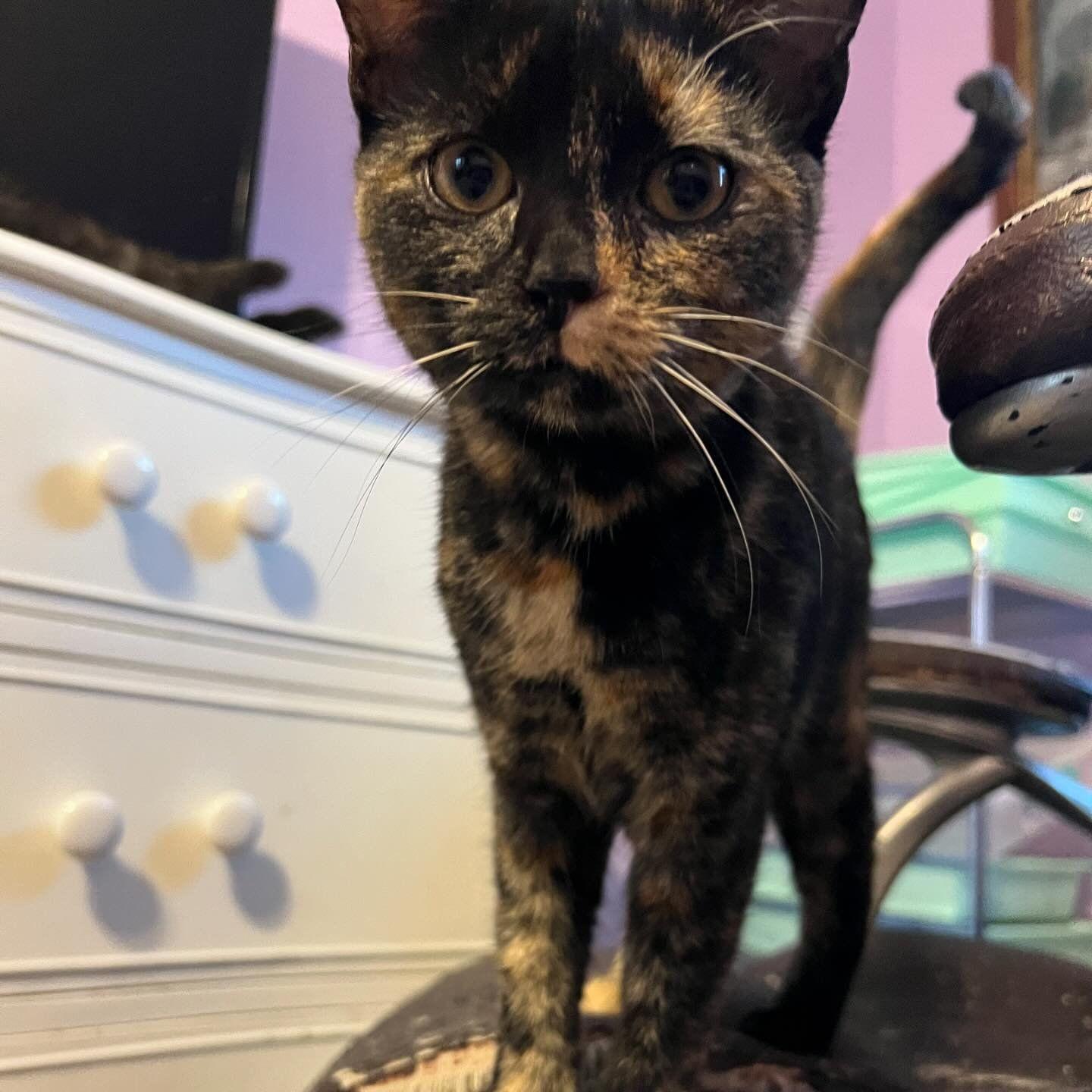 Rose, a Adopted Tortoiseshell in Berkeley Springs, WV image 1/4