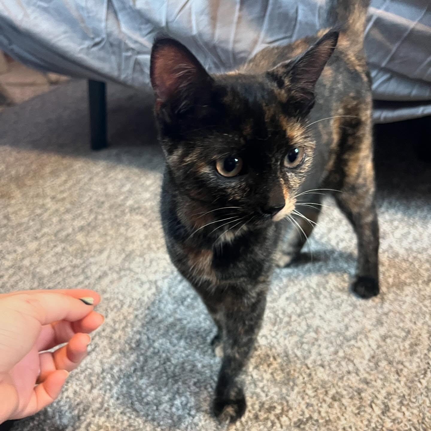 Rose, a Adopted Tortoiseshell in Berkeley Springs, WV image 2/4