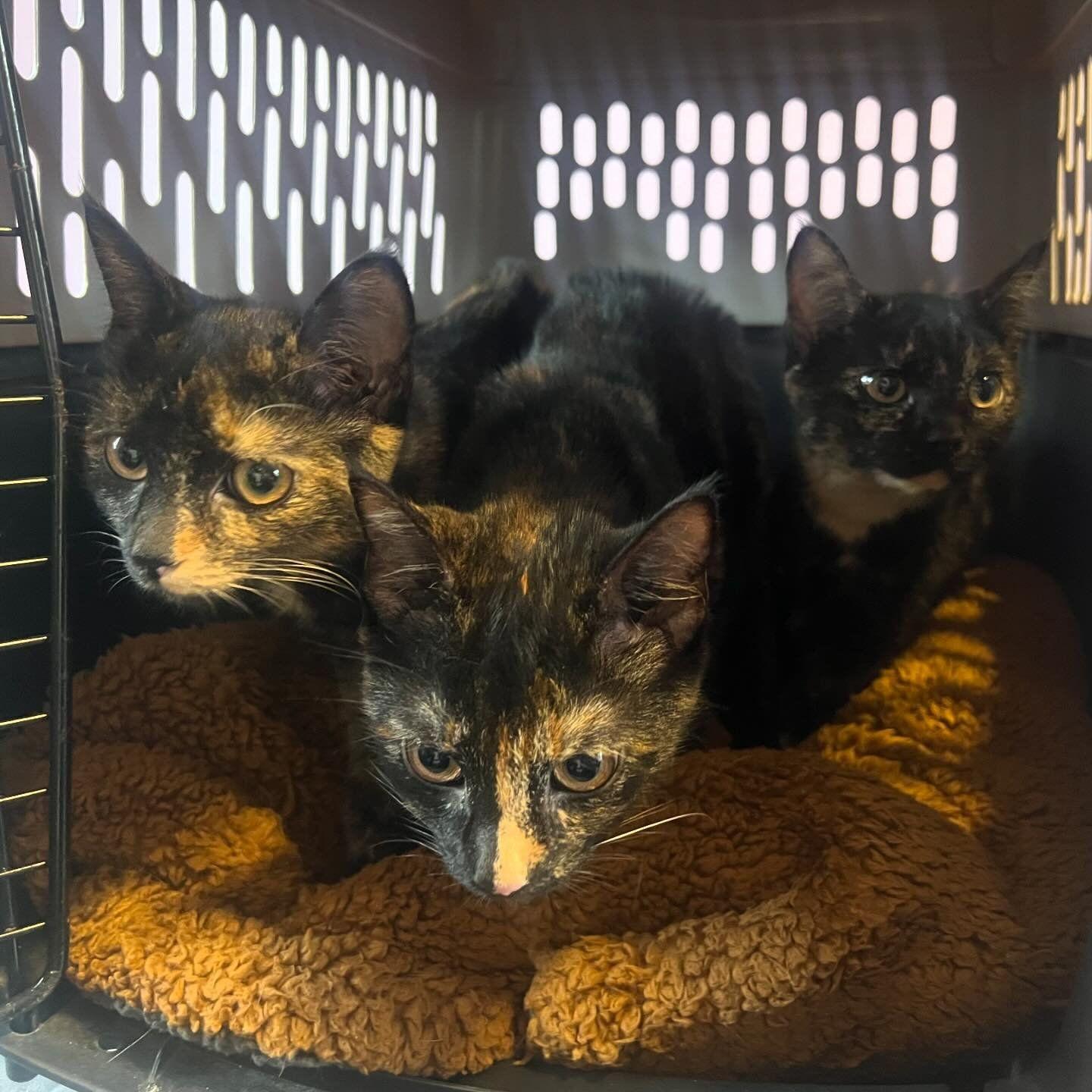 Rose, a Adopted Tortoiseshell in Berkeley Springs, WV image 3/4