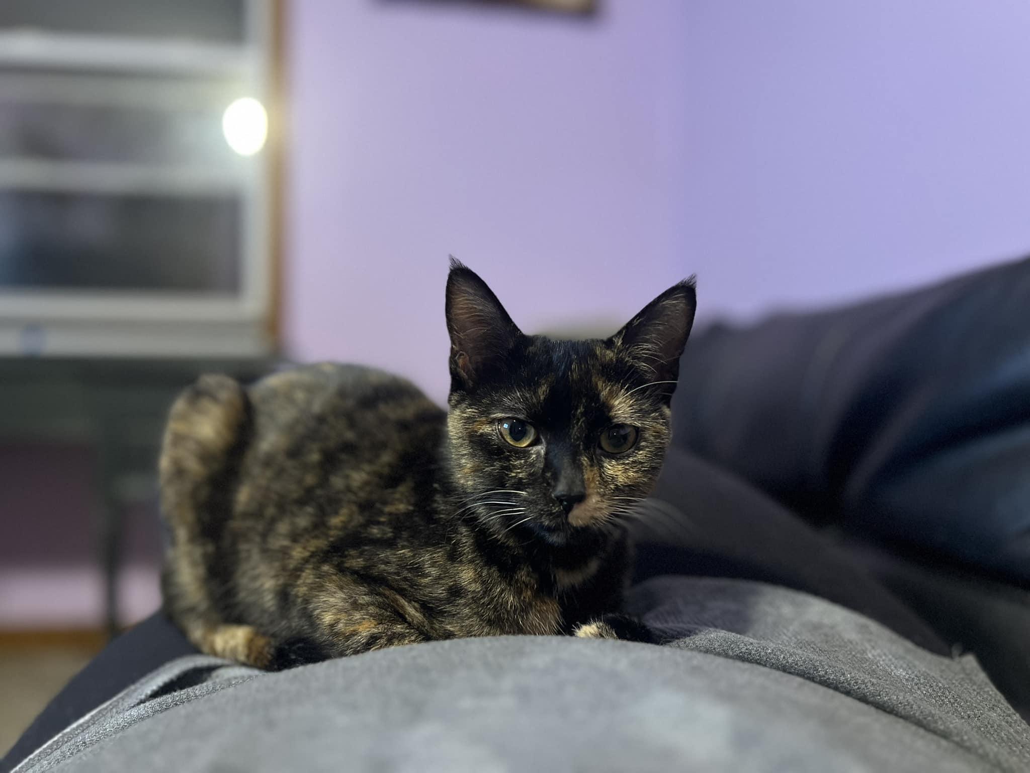 Rose, a Adopted Tortoiseshell in Berkeley Springs, WV image 4/4