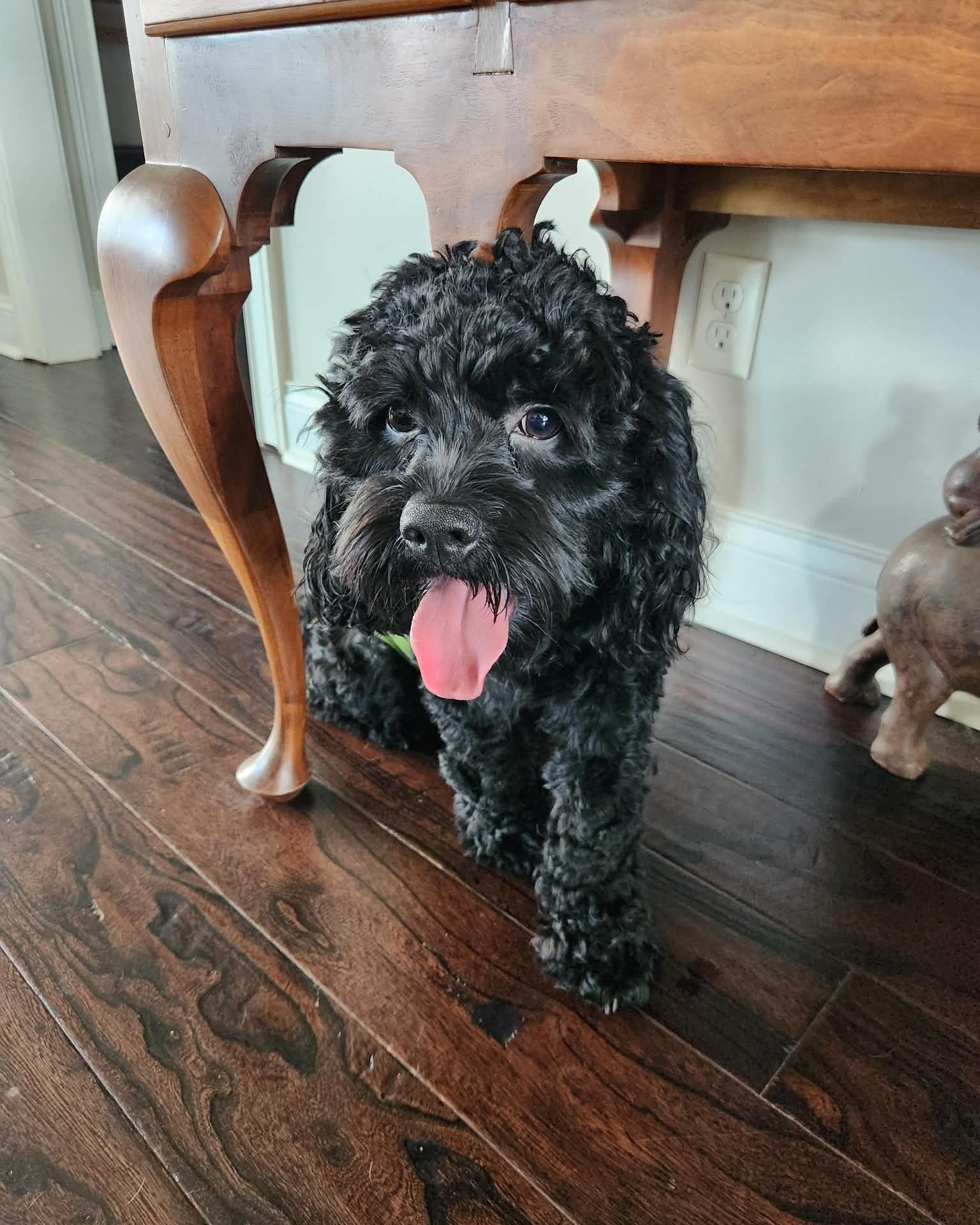 Enlarge Cookie, a ADOPTABLE Cockapoo in Harrodsburg, KY image 1/1