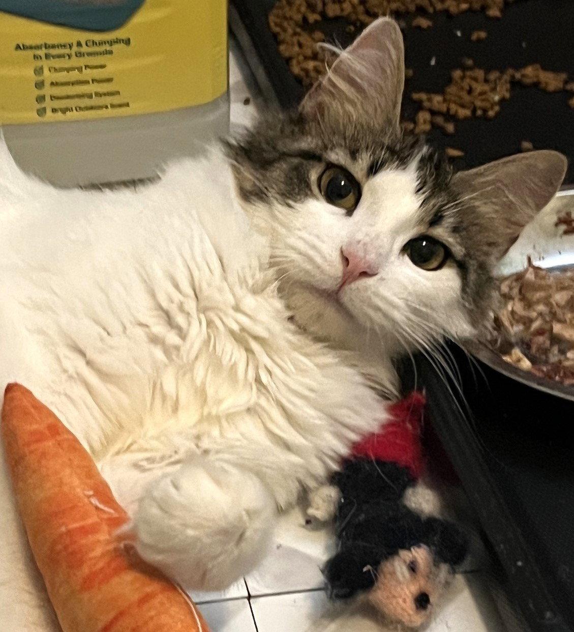 Ivy, Adoptable, Young Female Domestic Medium Hair.