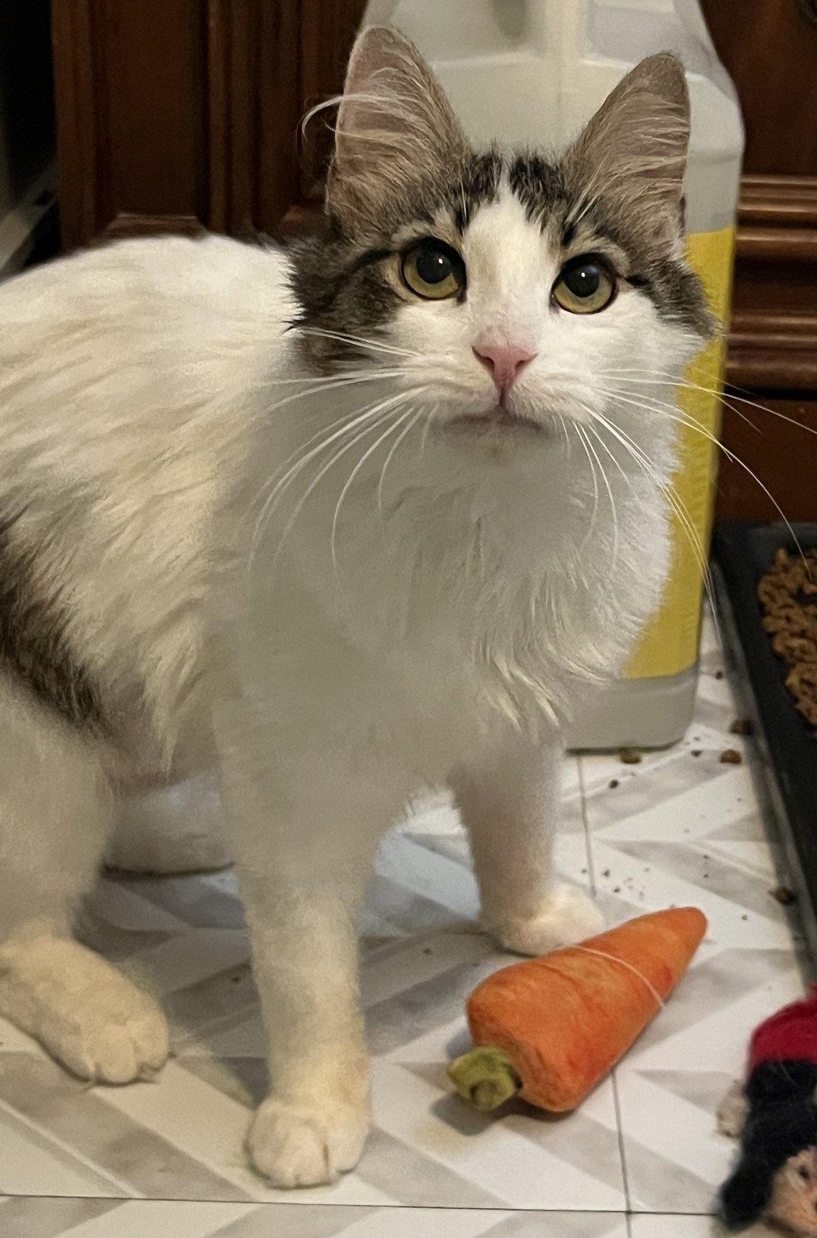 Ivy, a Adoptable Domestic Medium Hair in Carrollton, GA image 2/3
