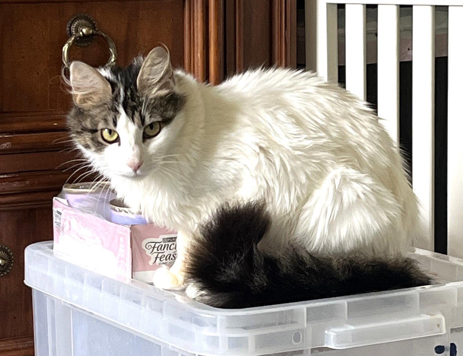 Ivy, a Adoptable Domestic Medium Hair in Carrollton, GA image 3/3