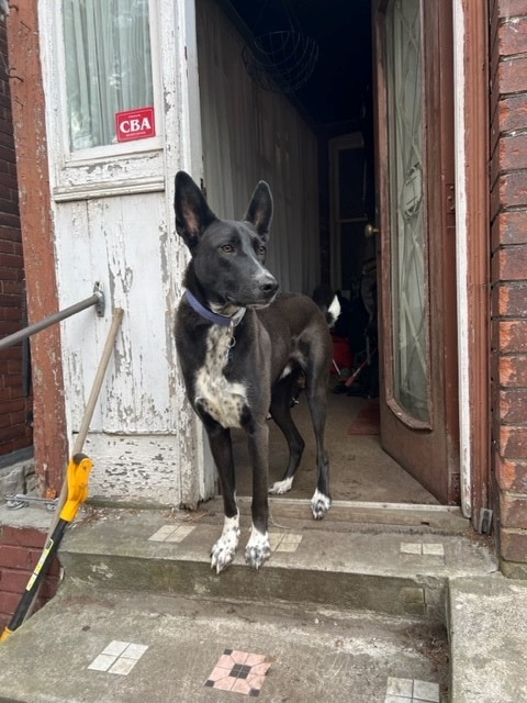 Rayo, Adoptable, Adult Male Pharaoh Hound.