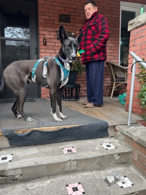 Enlarge Rayo, a Adoptable Pharaoh Hound in Mississauga, ON image 2/6