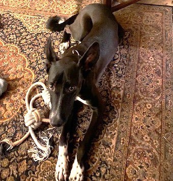 Enlarge Rayo, a Adoptable Pharaoh Hound in Mississauga, ON image 3/6