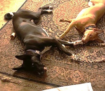 Enlarge Rayo, a Adoptable Pharaoh Hound in Mississauga, ON image 4/6