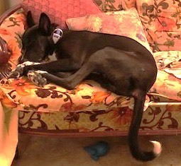 Enlarge Rayo, a Adoptable Pharaoh Hound in Mississauga, ON image 5/6