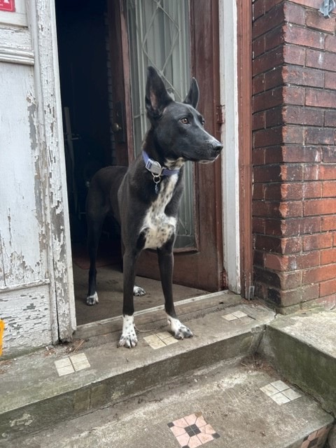 Enlarge Rayo, a Adoptable Pharaoh Hound in Mississauga, ON image 6/6