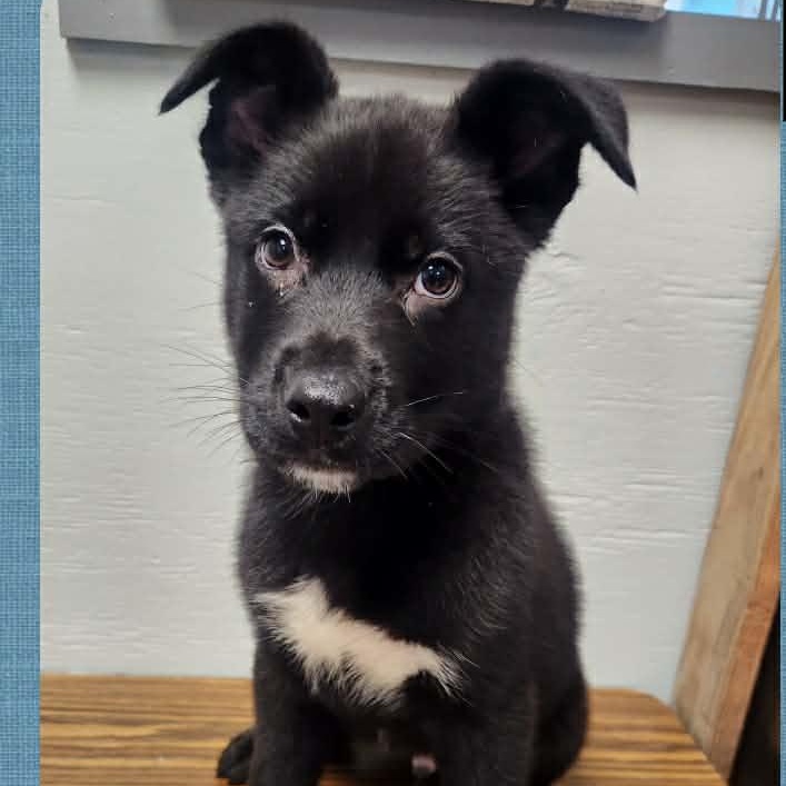 Badger, ADOPTABLE, Puppy Male Labrador Retriever.