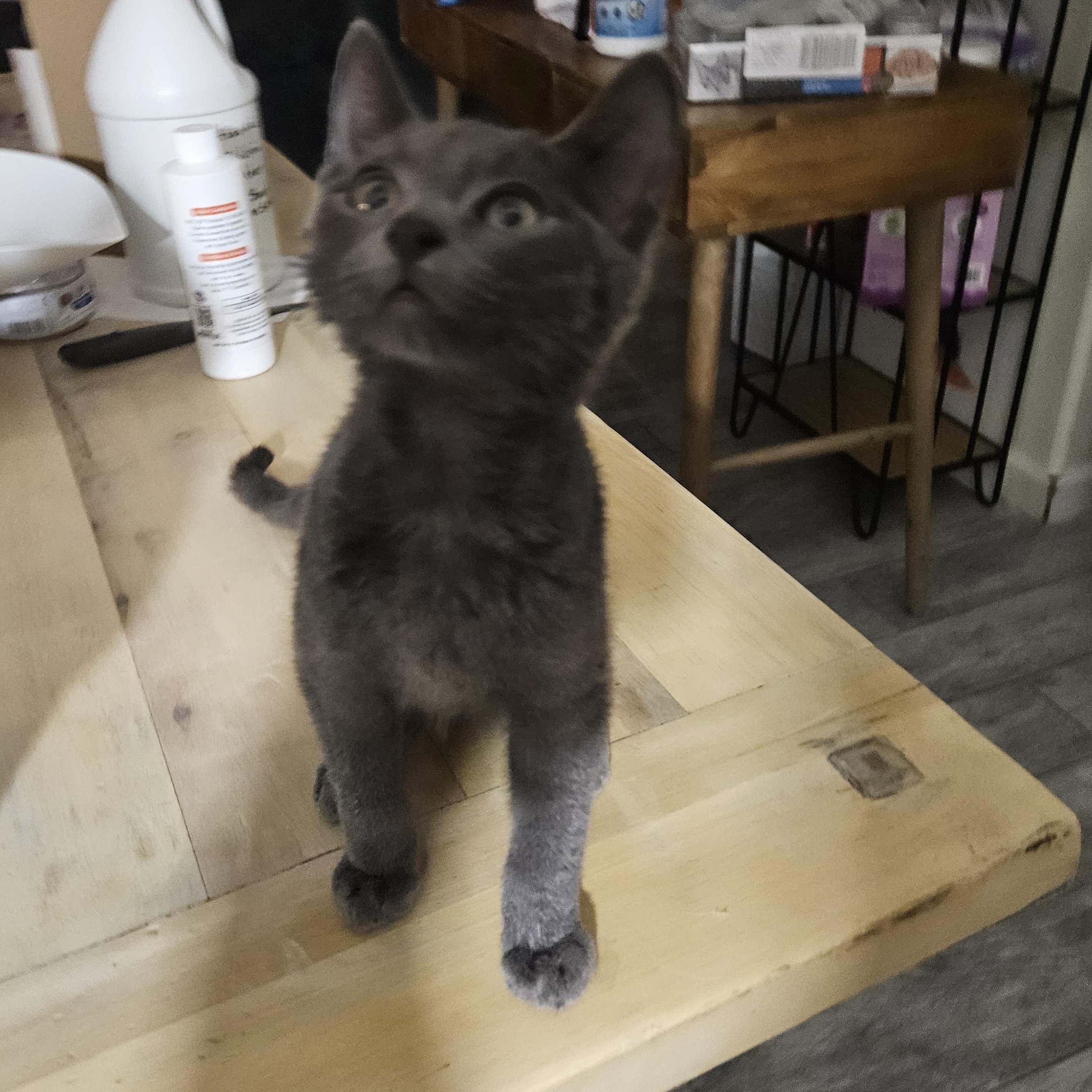 Enlarge Udon Didit , a Adoptable Domestic Short Hair in Phoenix, AZ image 3/3