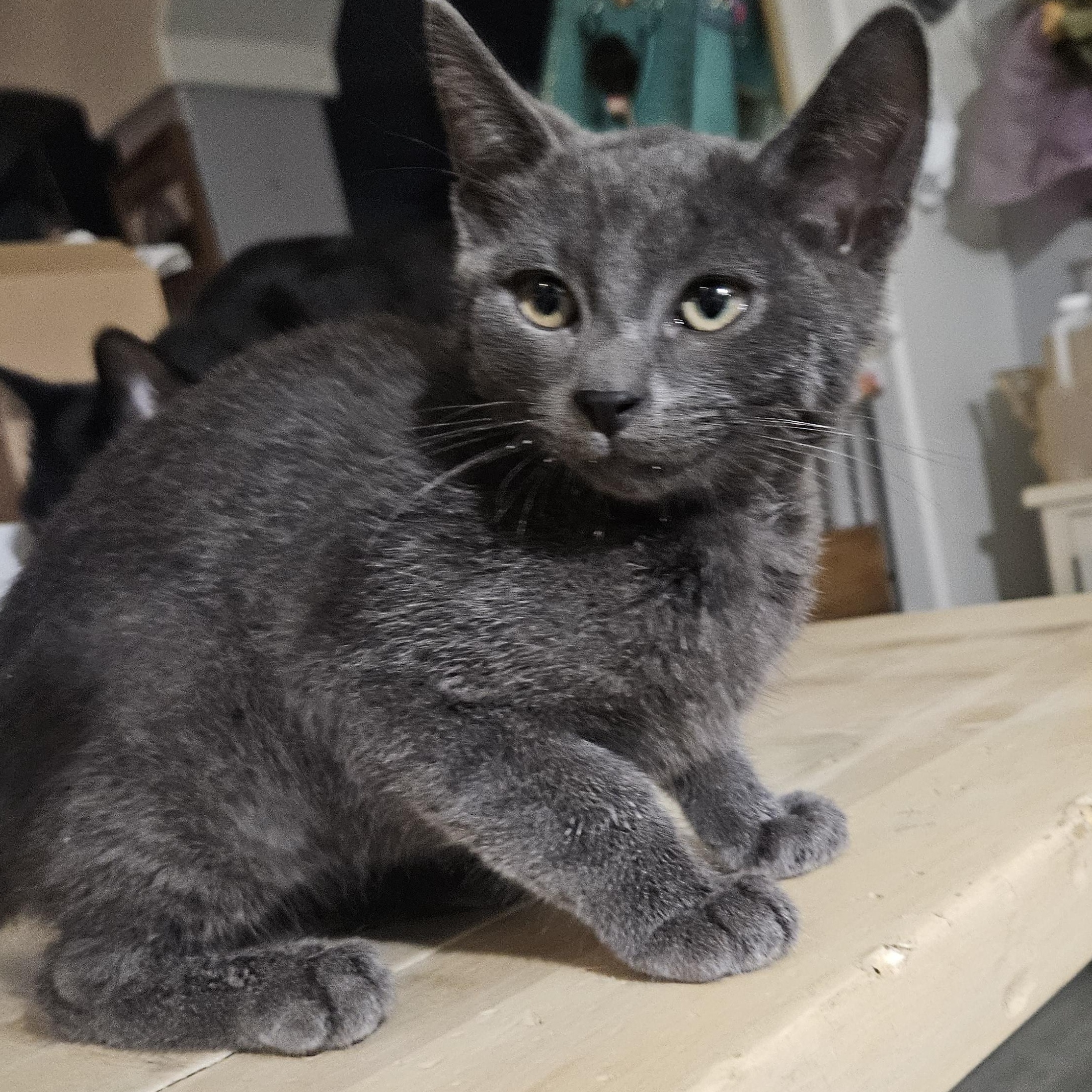 Enlarge Udon Didit , a Adoptable Domestic Short Hair in Phoenix, AZ image 2/3