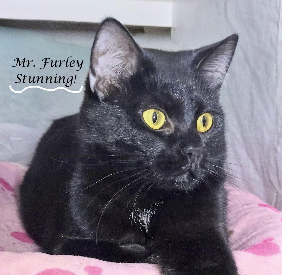 MR. FURLEY, a Adoptable Domestic Short Hair in Monrovia, CA image 4/6
