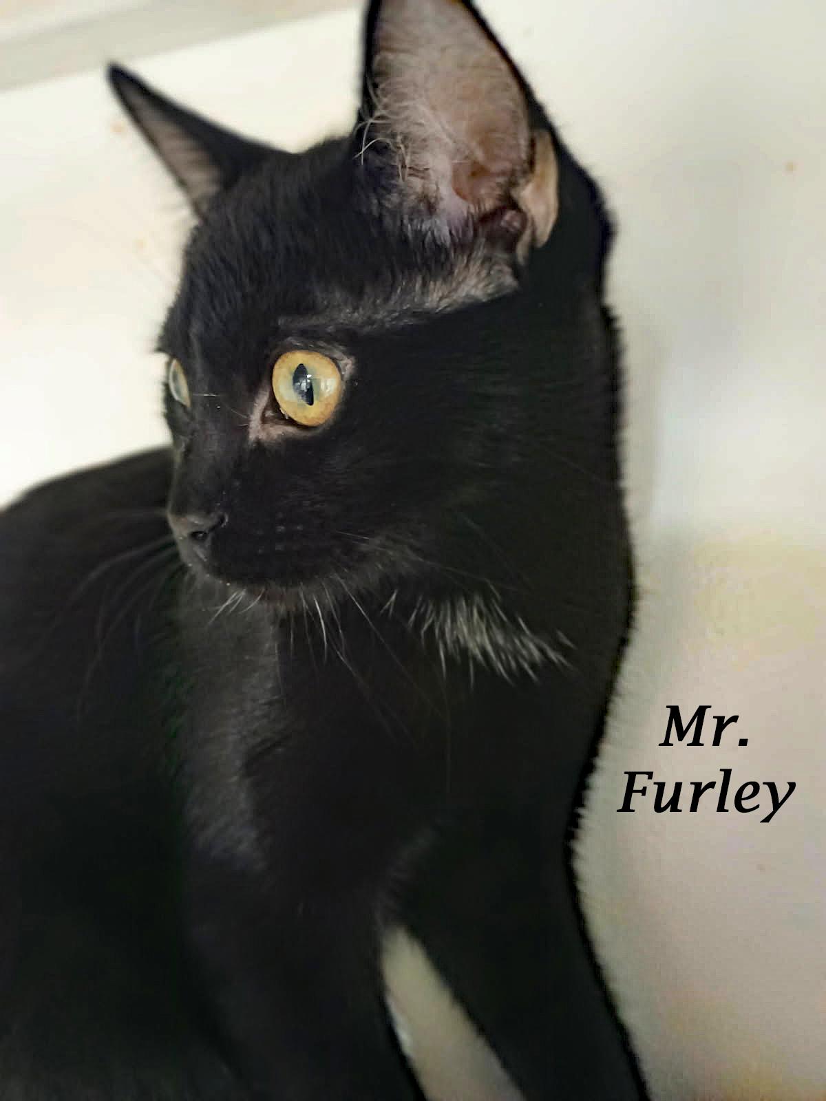 Enlarge MR. FURLEY, a Adoptable Domestic Short Hair in Monrovia, CA image 6/6
