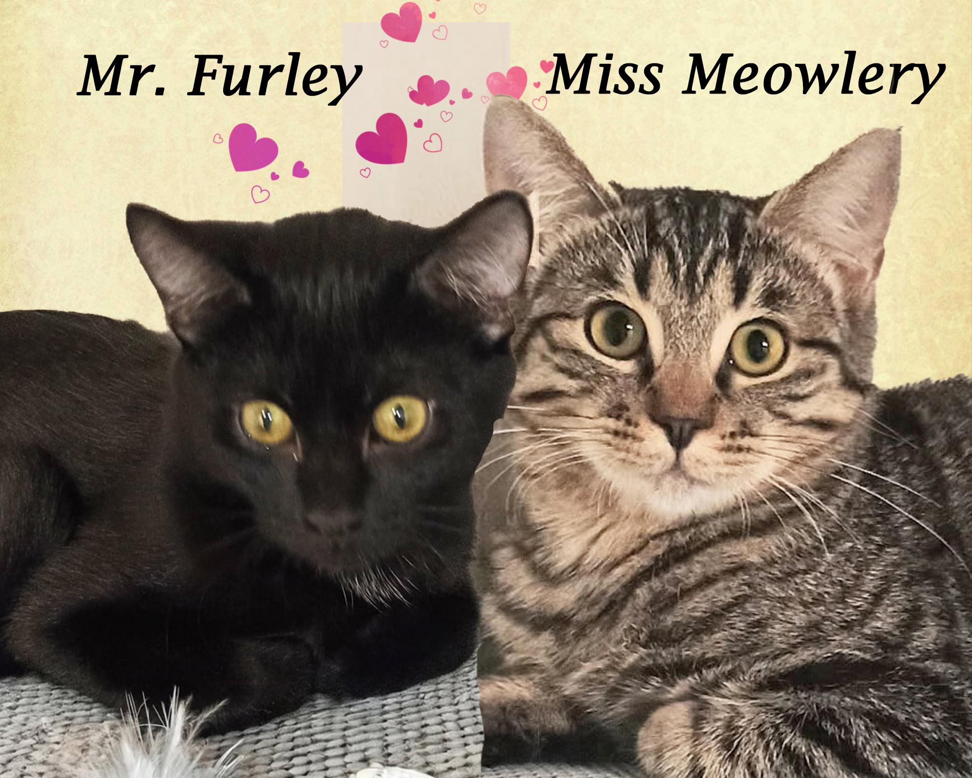 Enlarge MR. FURLEY, a Adoptable Domestic Short Hair in Monrovia, CA image 2/6
