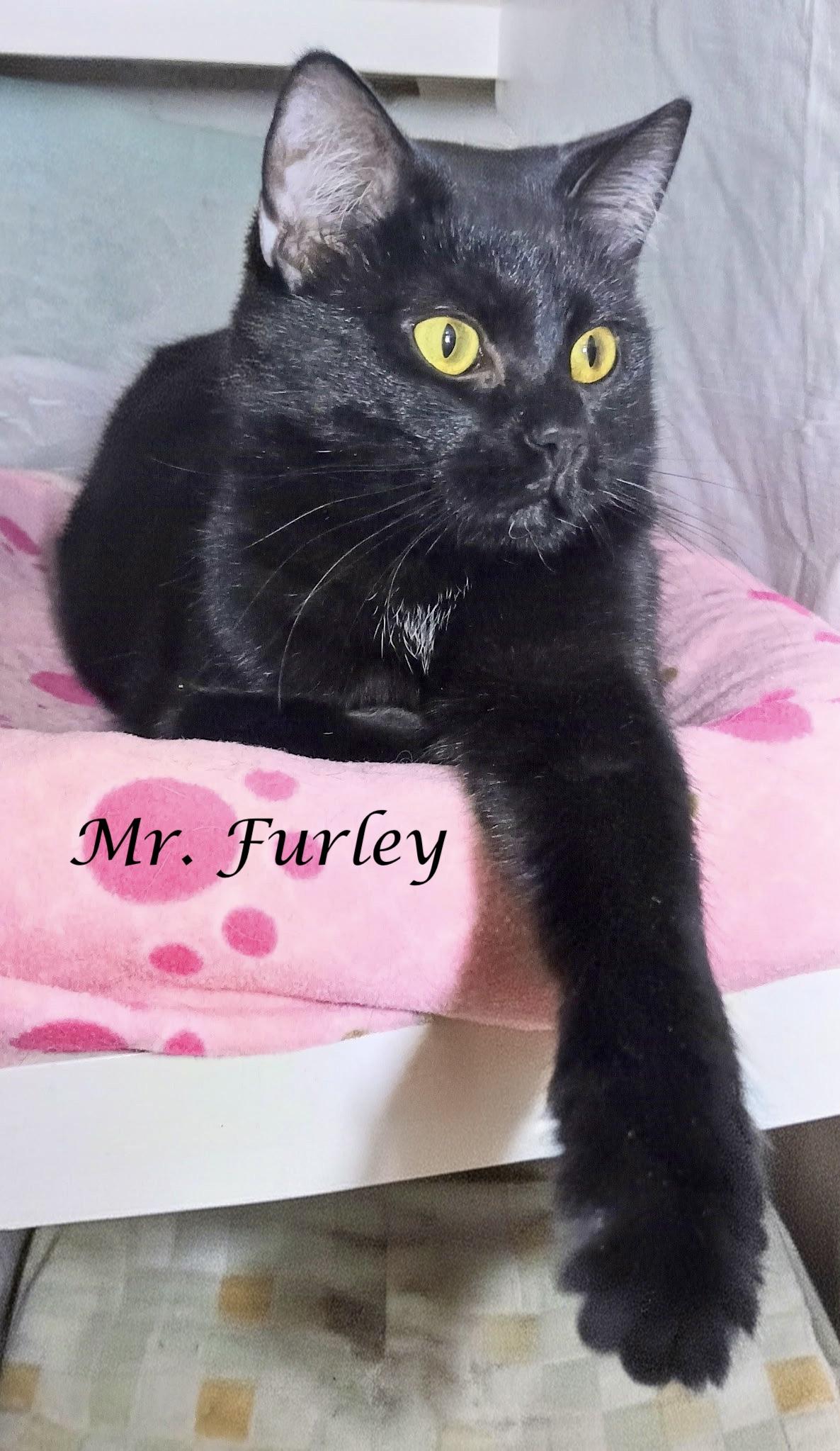 MR. FURLEY, a Adoptable Domestic Short Hair in Monrovia, CA image 6/6