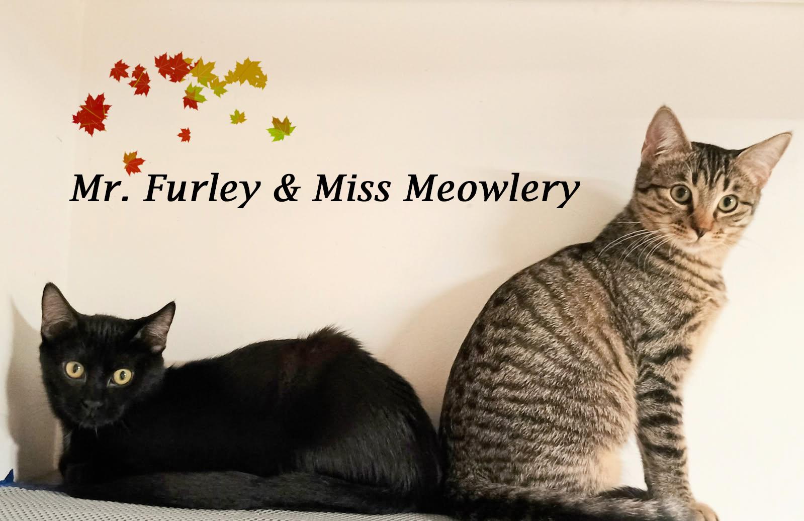 Enlarge MR. FURLEY, a Adoptable Domestic Short Hair in Monrovia, CA image 4/6