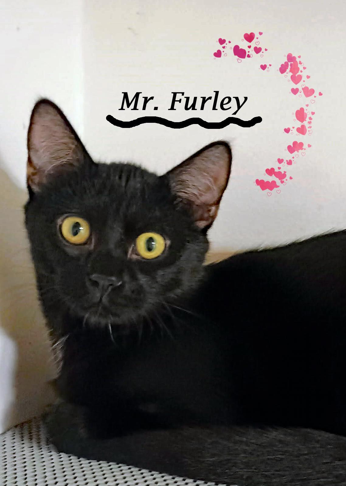 Enlarge MR. FURLEY, a Adoptable Domestic Short Hair in Monrovia, CA image 1/6