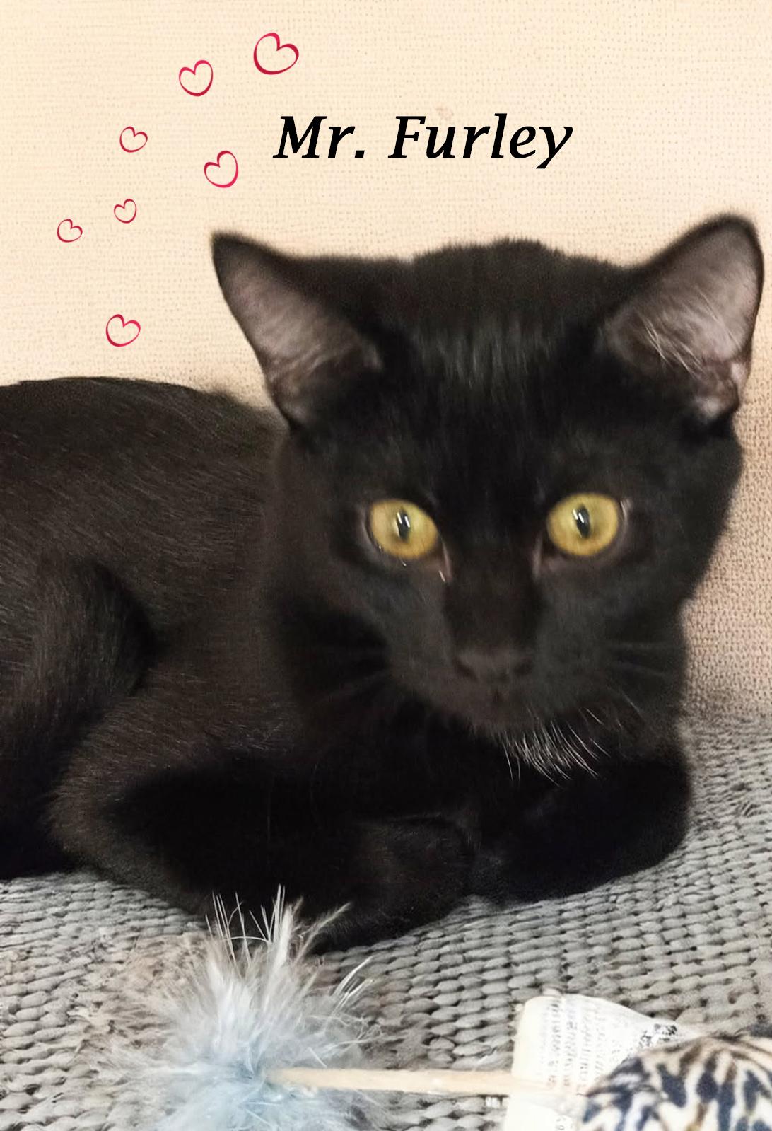 Enlarge MR. FURLEY, a Adoptable Domestic Short Hair in Monrovia, CA image 3/6