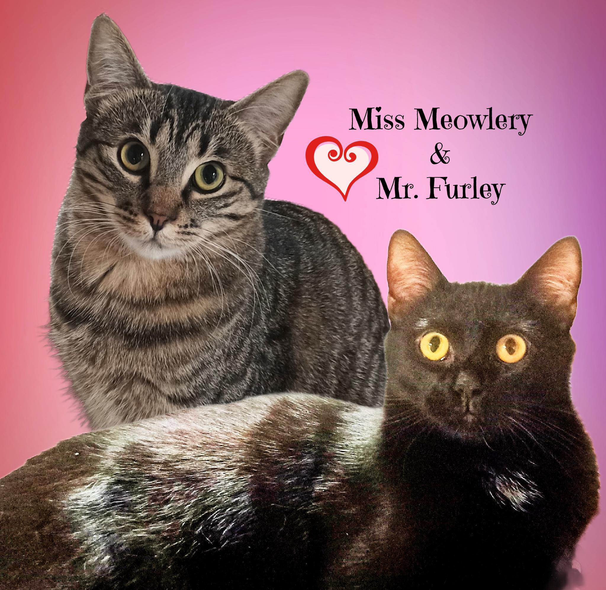 MR. FURLEY, a Adoptable Domestic Short Hair in Monrovia, CA image 2/6