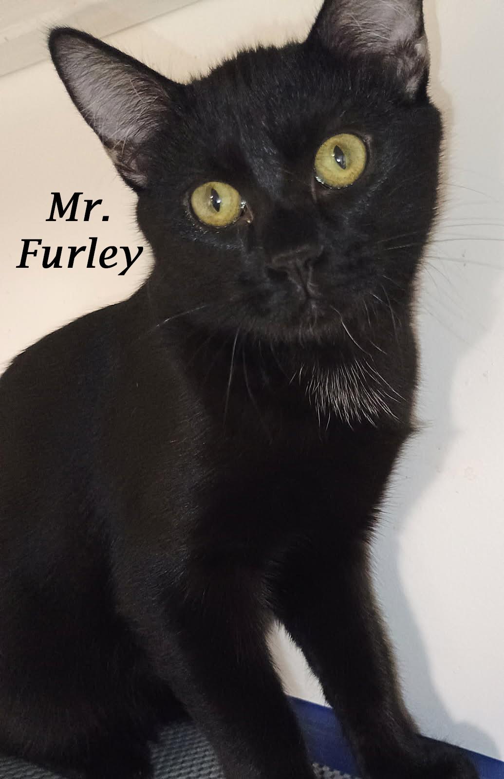 Enlarge MR. FURLEY, a Adoptable Domestic Short Hair in Monrovia, CA image 5/6
