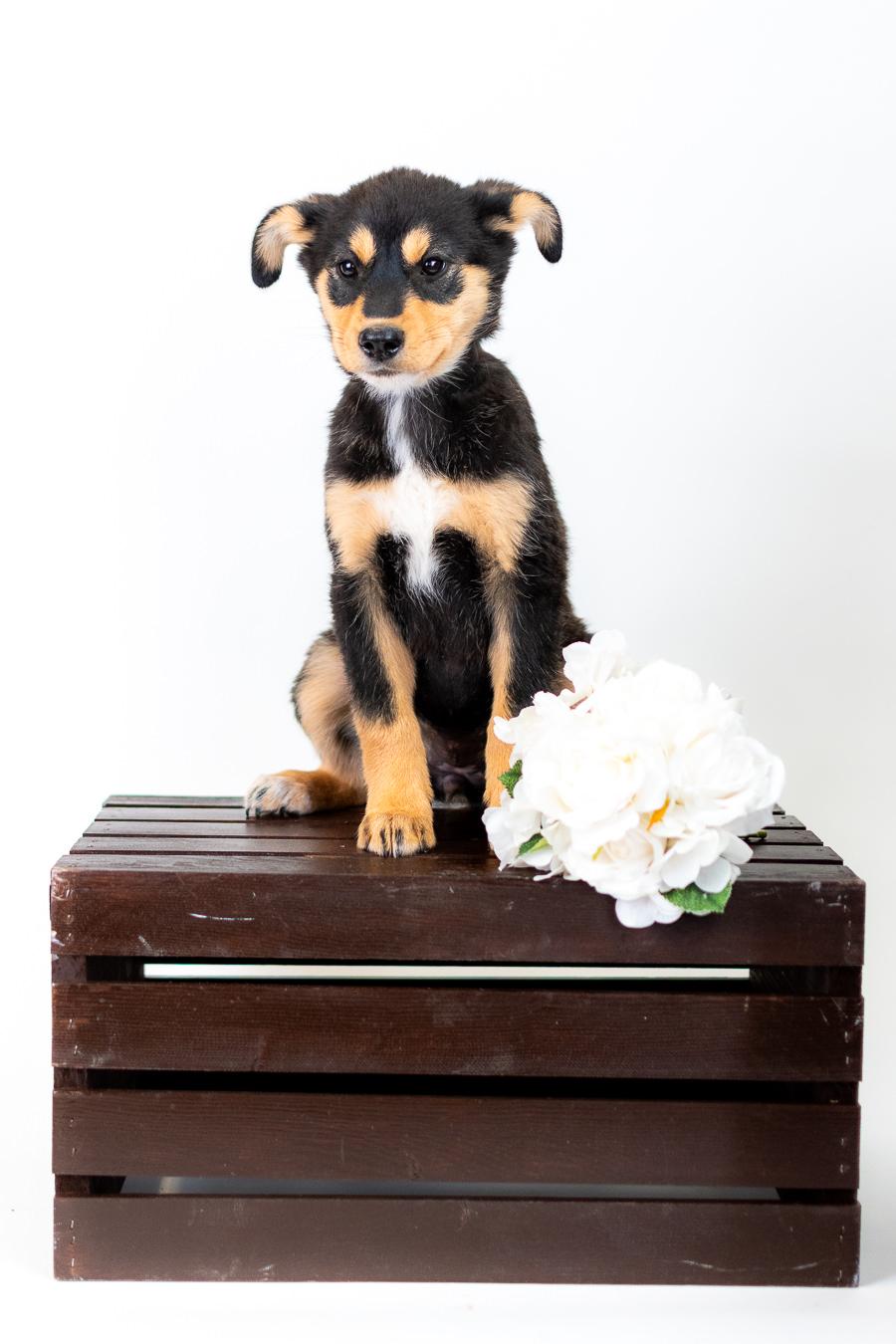 346-26, ADOPTABLE, Puppy Female German Shepherd Dog.