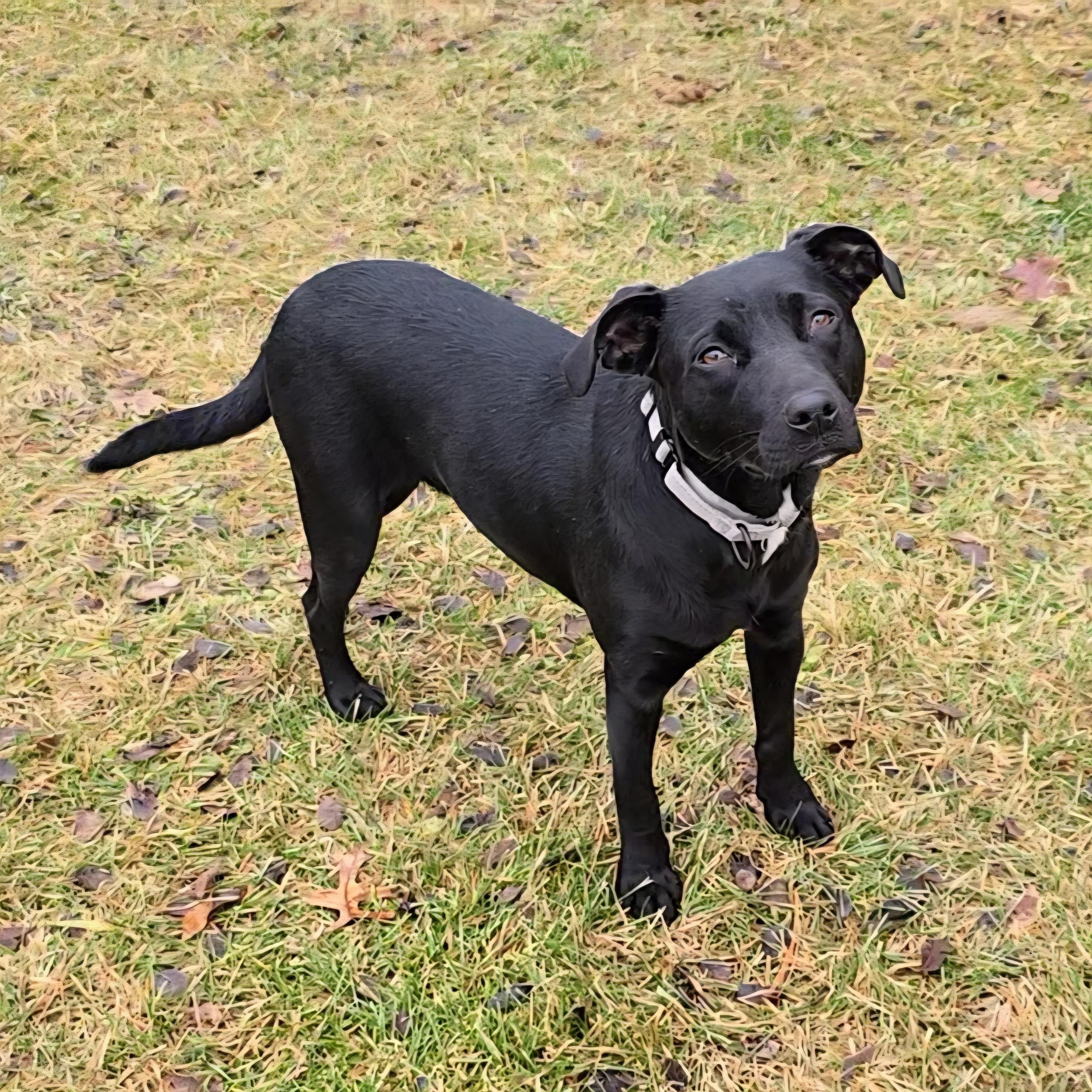 Star, a ADOPTABLE mixed breed in LaGrange, IN image 3/6