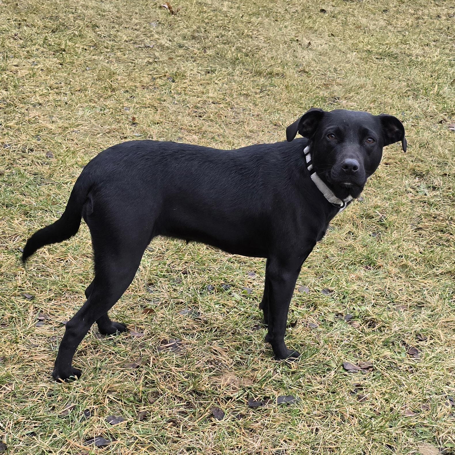 Star, a ADOPTABLE mixed breed in LaGrange, IN image 1/6