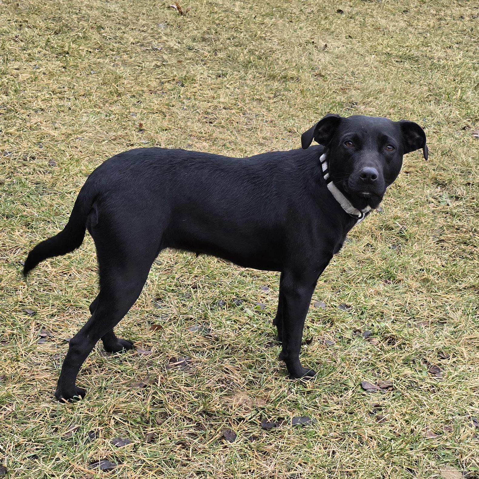 Enlarge Star, a ADOPTABLE mixed breed in LaGrange, IN image 3/5