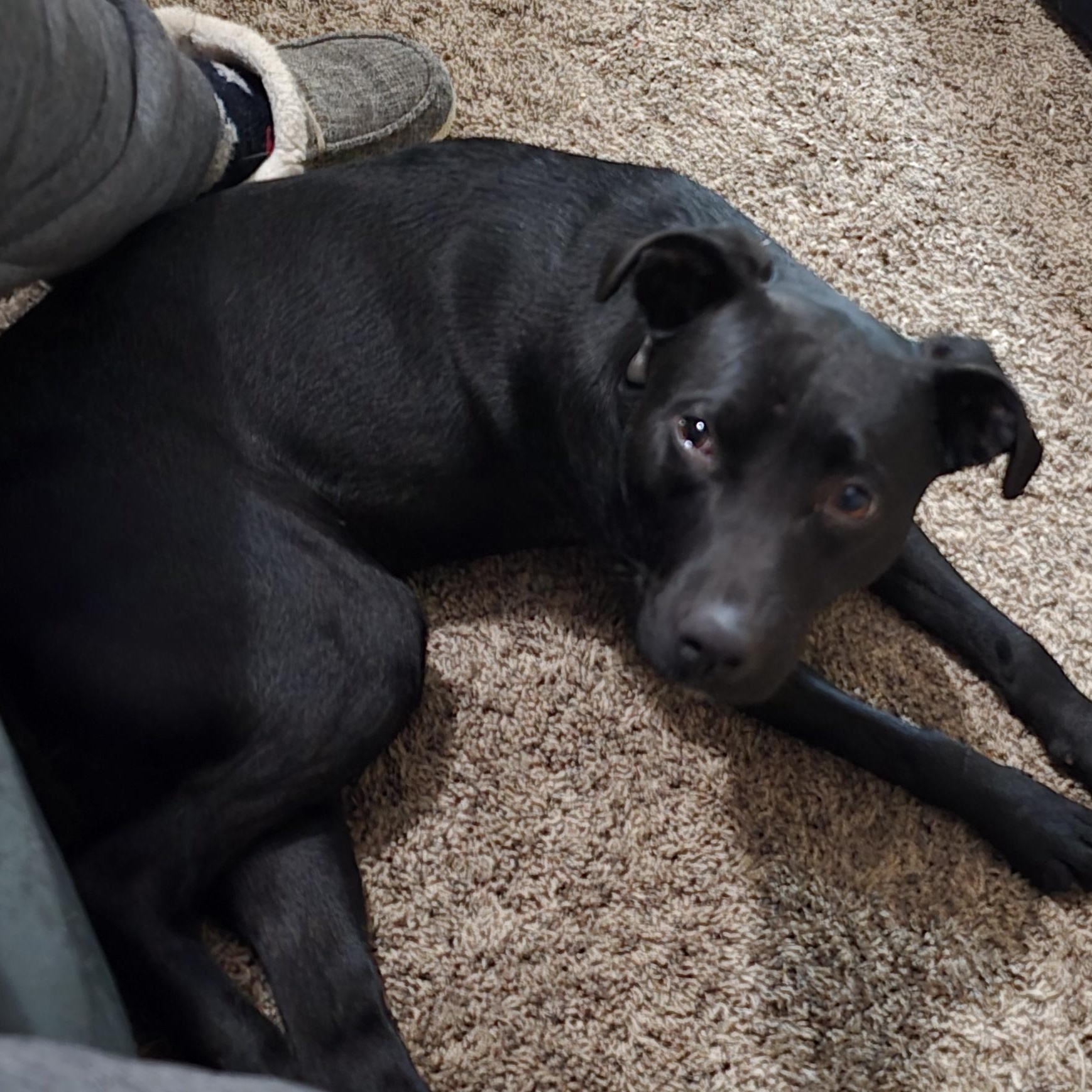 Star, a ADOPTABLE mixed breed in LaGrange, IN image 4/6