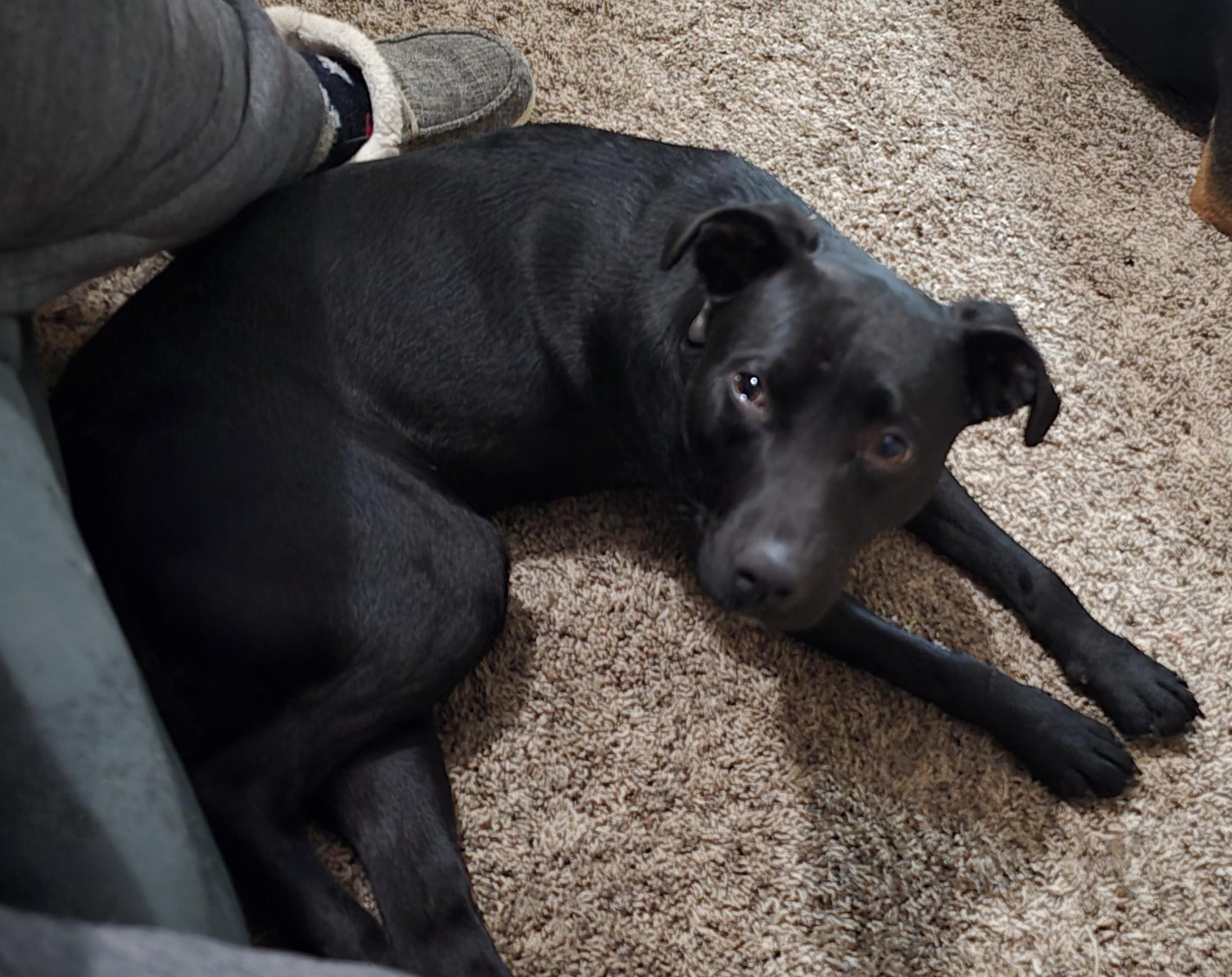 Enlarge Star, a ADOPTABLE mixed breed in LaGrange, IN image 2/5