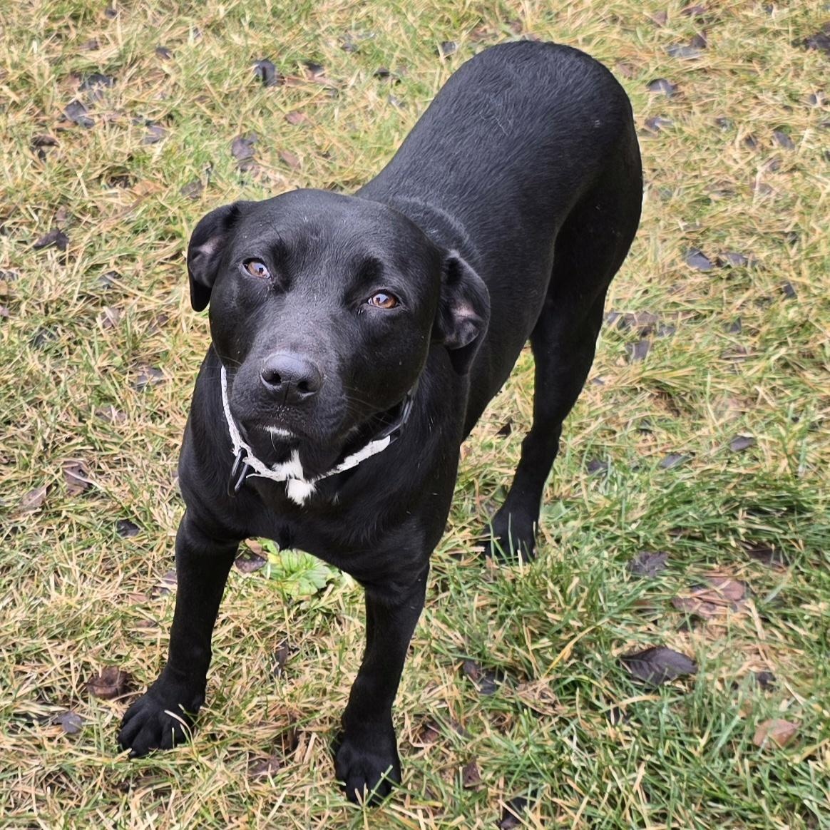 Star, a ADOPTABLE mixed breed in LaGrange, IN image 2/6