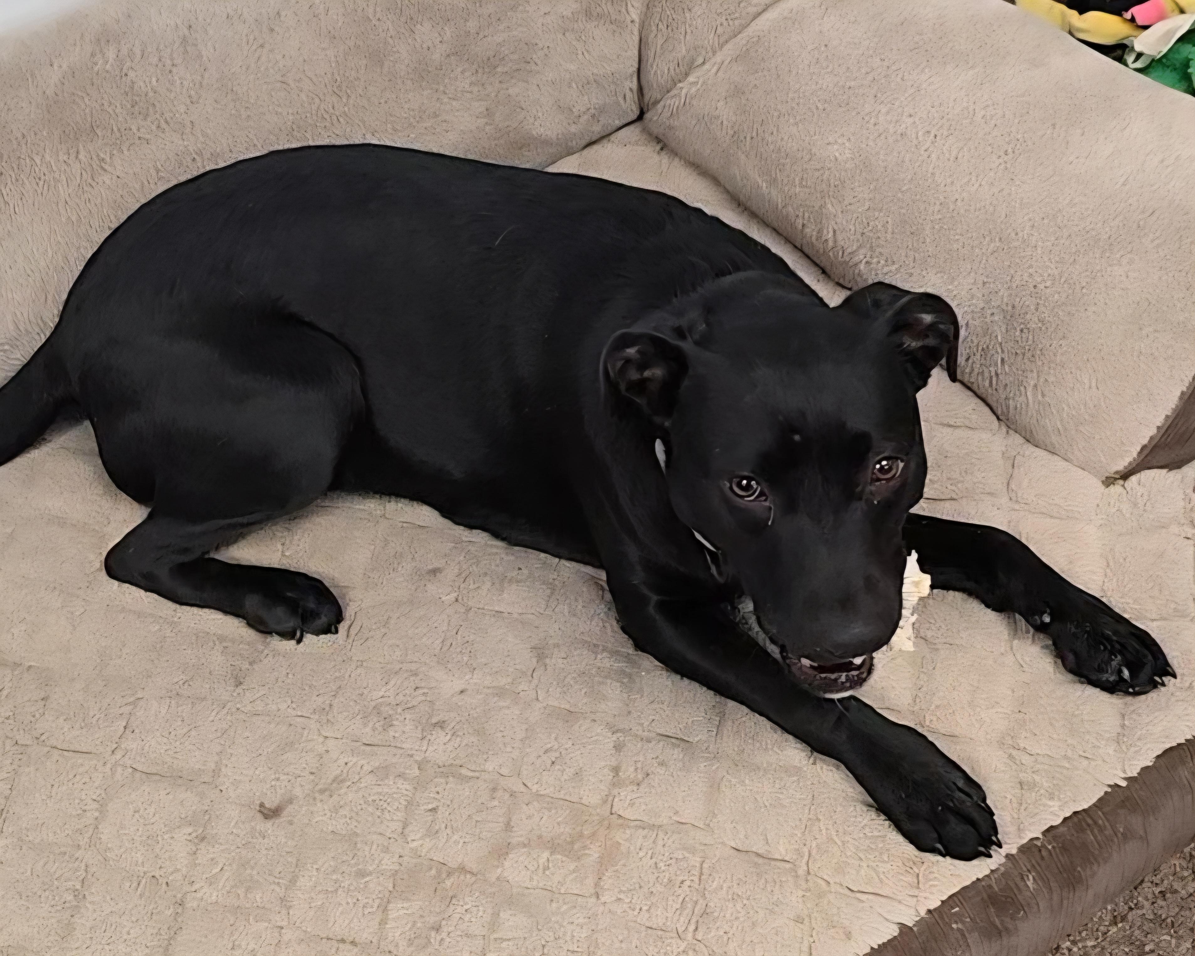 Enlarge Star, a ADOPTABLE mixed breed in LaGrange, IN image 5/5