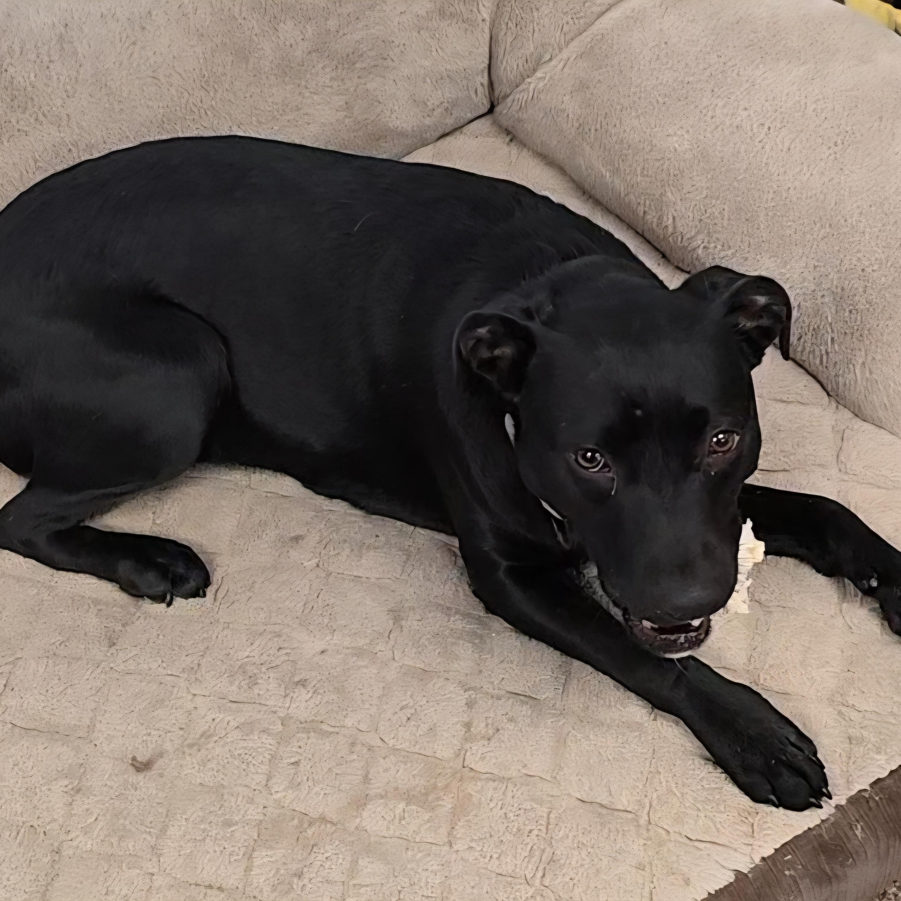 Star, a ADOPTABLE mixed breed in LaGrange, IN image 5/6