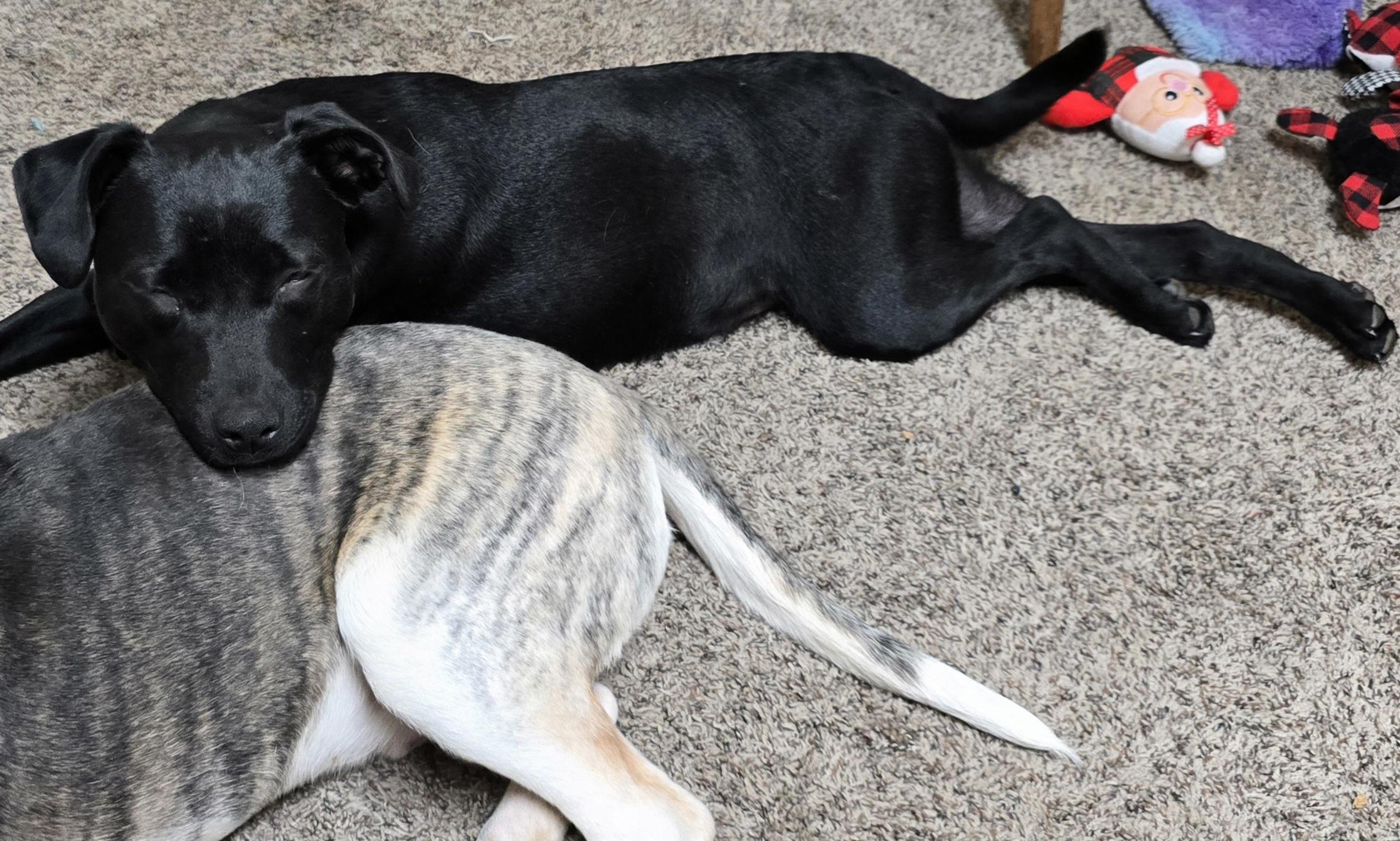 Star, a ADOPTABLE mixed breed in LaGrange, IN image 6/6