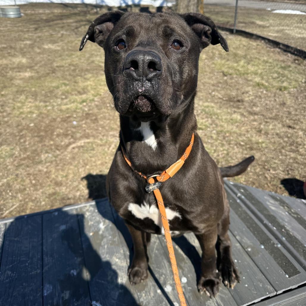 Enlarge Crunchwrap Supreme, a ADOPTABLE Mixed Breed in Cape Girardeau, MO image 3/3